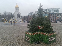 Деревья приехали праздновать Новый год в Калининград