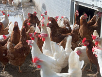 Власти дали добро на гигантскую птицеферму в Калининградской области