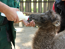 В Калининградском зоопарке скончался новорожденный верблюжонок
