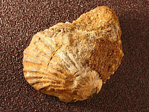 Окаменелости Балтийского моря покажут в музее Янтаря с 8 апреля