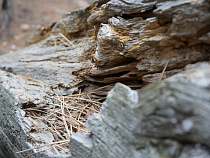 В Калининграде упавшие деревья повредили семь автомобилей