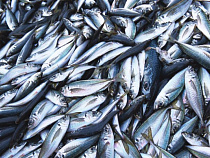 На Балтике разрешат ловить на 13 тысяч тонн кильки больше