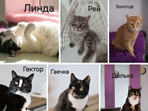 На кошачьей трагедии в Калининграде делают деньги