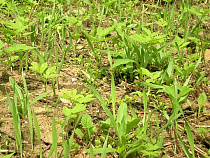 В садовом обществе "Сувенир" семь граждан не выполняют мероприятия по улучшению и защите земель