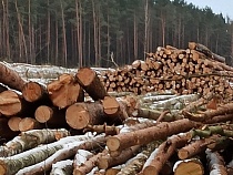 «Славно»: Алиханов о проверке масштабной вырубки леса в Светлом