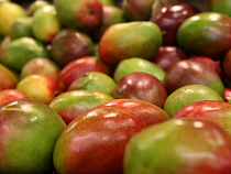 В Калининградскую область не пустили бразильское манго