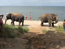 В Калининграде поддерживают запрет шапито и передвижных зоопарков