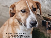 Билеты на матч «Балтики» с «СКА-Хабаровск» дадут за корм