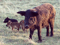 Охотники и рыболовы отбились от Россельхознадзора