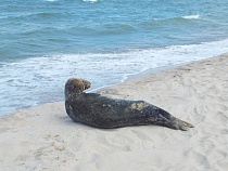 На Куршской косе увеличилась опасность встречи туристов с тюленями