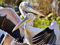 Из Калининграда в Санкт-Петербург улетели два розовых пеликана