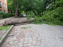 Шторм валит громадные деревья на дома Калининграда