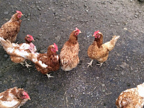 Мужчина с судимостями оставил пенсионерку без кур-несушек