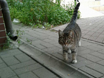 День Рыбака на Куршской косе: как провести его с чертями, русалками и Нептуном (расписание)