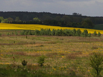 С подачи Россельхознадзора по земельным делам взыскано более 381 тысяч рублей 