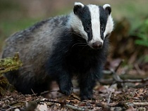 В Калининградской области грибник пробил измерение барсуков