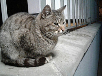 В Калининграде кошка сошла с ума и загнала хозяев на лоджию 