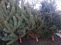 Ёлочный базар чуть не пополнился украденными под Багратионовском ёлками