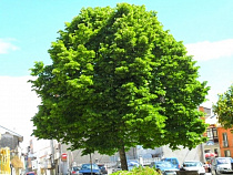 К Драмтеатру и стадиону «Балтика» предлагают вернуть липы и старинные фонари