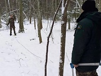В калининградских лесах поймали 2 граждан с ёлками 