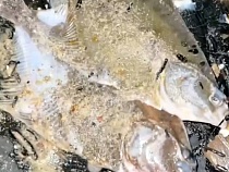 В Зеленоградске рыба массово выбросилась на берег