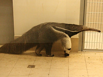 В Калининграде появился единственный в России гигантский муравьед