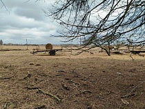 Под Гвардейском нашли вышедшее из-под контроля стадо коз