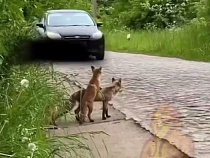 В Калининградской области на глазах у водителей лиса учила детёнышей ПДД