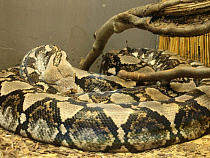 Сотрудники офисного здания в центре Калининграда обнаружили в туалете питона