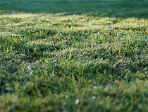 Обманщик приватизировал землю под Гвардейском, причинив ущерб на 1,8 млн рублей