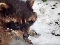 В Калининграде еноты предсказали погоду на месяцы вперёд