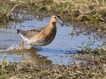 Под Калининградом внезапно вышли из тени хрюкающие пастушки