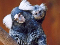 В Калининградском зоопарке – пополнение у крошечных приматов