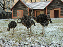 В Калининградском зоопарке после контакта с посетителем погиб страус