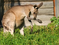 Кенгуру из Калининграда улетел в Санкт-Петербург