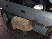 Запуганная овца зашла на автостоянку у аэропорта Храброво