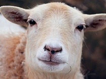 В Калининградскую область не пустили овец и баранов из Германии