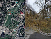 Исполинские ветви дерева рухнули на спуск к Нижнему озеру – соцсети (фото)