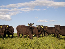 «Калининградская мясная компания» увеличила объем заготовки кормов для КРС до 51,8 тыс. тонн в первом полугодии 2016 года