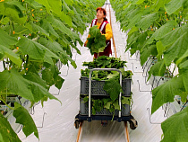 Калининград заместит польский импорт "по самые помидоры"