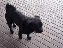 Пассажиров автобусов просят помочь потерявшему дорогу к дому Чарли