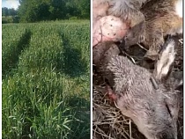 Калининградский фермер показал шокирующее видео разгула браконьеров