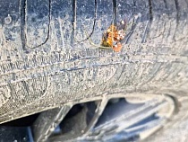 Грибникам в Калининградской области начали прокалывать колёса