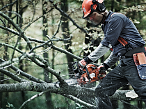 Горсовет передал полномочия по вырубке деревьев в Калининграде в одни руки