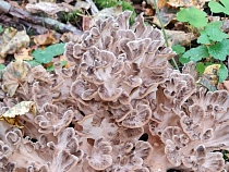 Леса Калининградской области охватывает колонизация элитными грибами