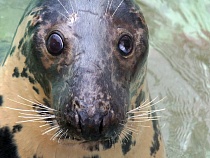 В Зеленоградске тюлень застрял напротив променада