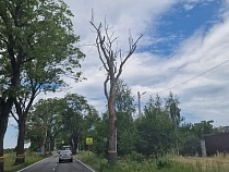 Сити-менеджер Балтийска указал на опасные деревья у дороги в город