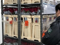 В Калининградскую область из Голландии через Литву приехали опасные паразиты