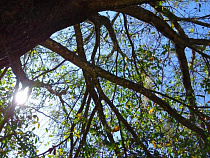 Под Калининградом компания незаконно вырубила деревья на 20,6 млн рублей