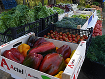 В Калининграде собрали урожай нетипичных для области овощей